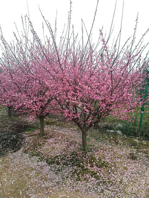 雙紅梅|[掛號] 雙紅梅 全株葉乾黃 花朵仍開